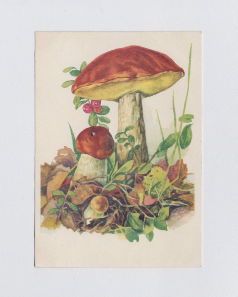 Магазин открыток luchistii-sudak.ru - Почтовая открытка с грибами лисичками